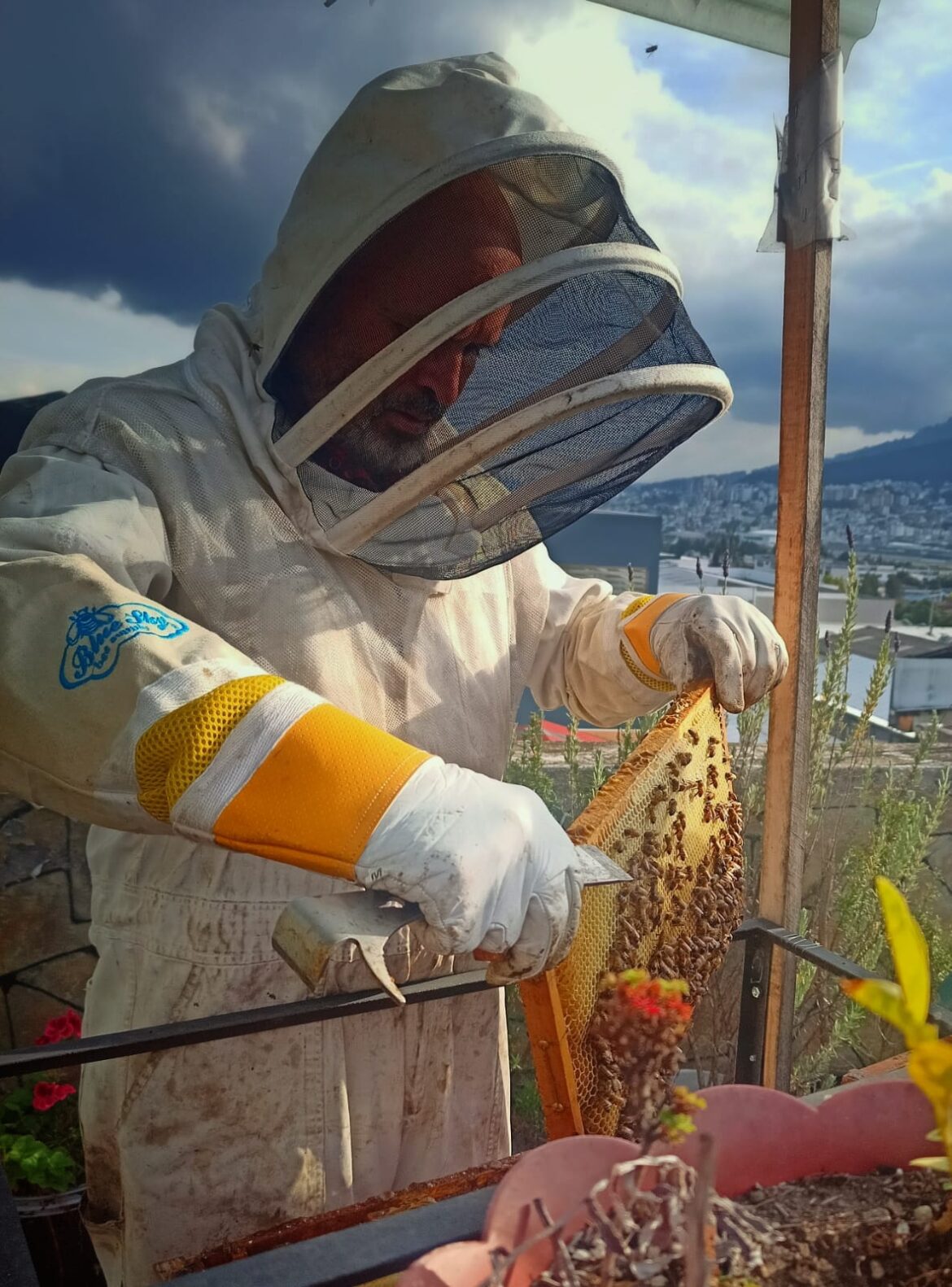 Quito, un hogar de abejas